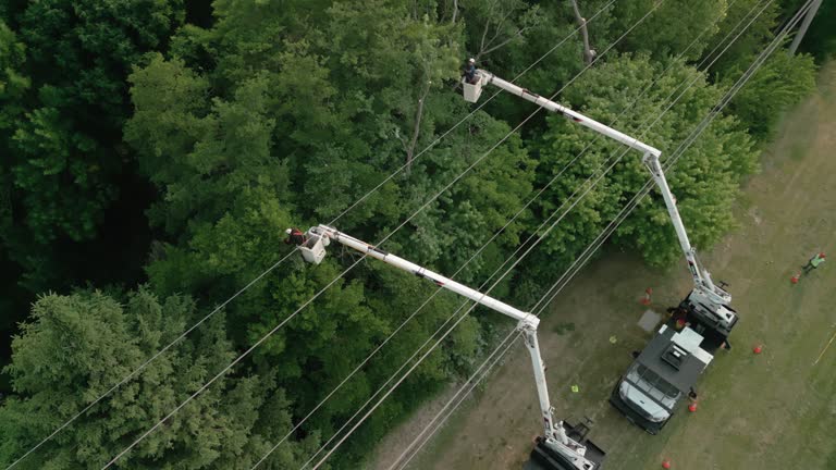 How Our Tree Care Process Works  in  Far Hills, NJ