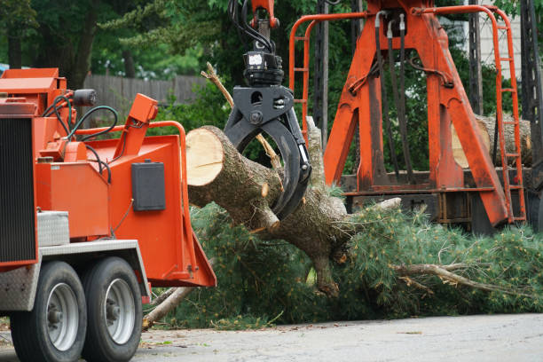 Tree and Shrub Care in Far Hills, NJ